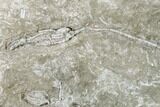 Plate With Two Fossil Crinoids & Bryozoans - Missouri #148984-1